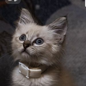 Meet your Posher, Olivia